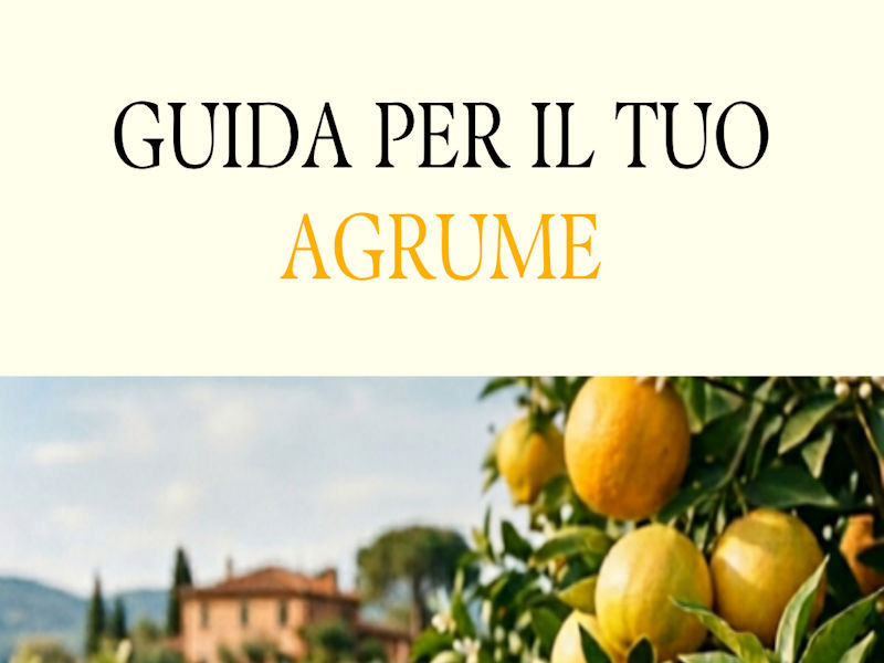 Guida per il tuo agrume